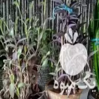 فروش گل و گیاه خانگی در اصفهان در گروه خرید و فروش گیاهان زینتی در یکمیوه