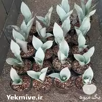فضای سبز گل سانسوریا در تهران در گروه سازنده در یکمیوه
