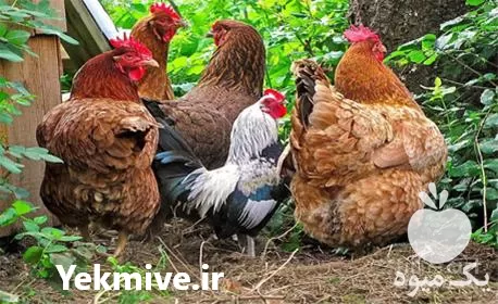 قیمت خرید مرغ تخم گذار در گروه مرغ و خروس و بوقلمون و اردک قو قاز در یکمیوه -عکس1
