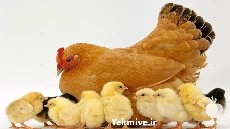 جوجه مرغ تخم گذار تخم مرغ در قزوین در گروه مرغ و خروس و بوقلمون و اردک قو قاز در یکمیوه -عکس1