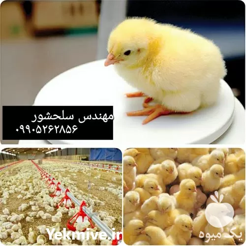 فروش جوجه یک روزه گوشتی در گروه مرغ و خروس و بوقلمون و اردک قو قاز در یکمیوه -عکس1