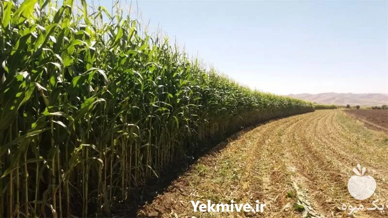 فروش بذر ذرت سینگل کراس در اهواز در گروه خرید و فروش بذر ذرت در یکمیوه -عکس1