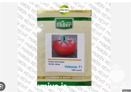 خرید بذر گوجه فرنگی گلخانه والنسیا در ارومیه در گروه خرید و فروش بذر گوجه در یکمیوه -عکس1