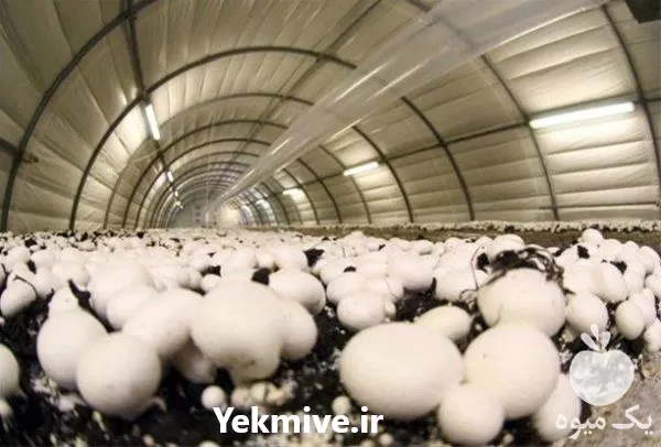 خرید خاک پوششی پاستوریزه پرورش قارچ در ارومیه در گروه خرید و فروش کود کمپوست در یکمیوه -عکس1