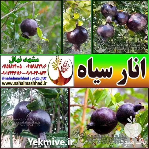 نهال خاص و کمیاب انار سیاه در مشهد در گروه خرید و فروش نهال در یکمیوه -عکس1