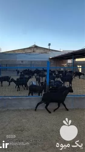 فروش بز مورسیا پرشیر در اصفهان در گروه گاو و گوسفند و میش و بز کهره گوساله در یکمیوه -عکس1