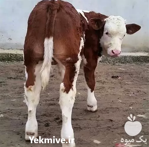 خرید گوساله سمینتال وارداتی اصیل نر در تبریز در گروه گاو و گوسفند و میش و بز کهره گوساله در یکمیوه -عکس1