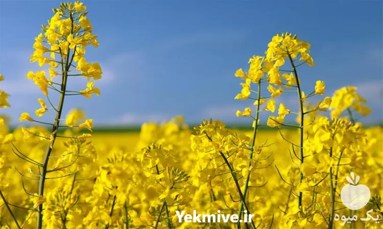 قارچ کش بیماری فوما در کلزا در تهران در گروه خرید و فروش انواع سم در یکمیوه -عکس1