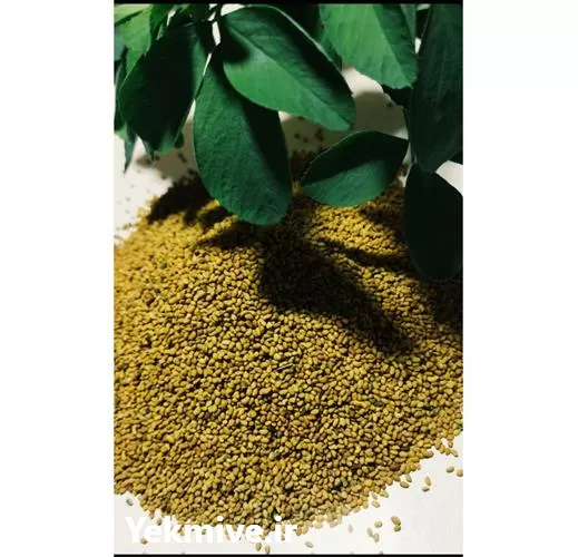 فروش عرضه بذر یونجه بغدادی در بوشهر در گروه خرید و فروش بذر یونجه در یکمیوه -عکس1