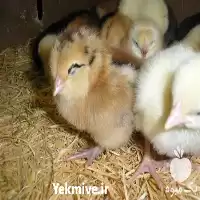 آگهی مشابه فروش جوجه محلی در گروه مرغ و خروس و بوقلمون و اردک قو قاز در یکمیوه