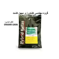 خرید بذر خیار مرغوب ساندا در گروه خرید و فروش بذر خیار در یکمیوه