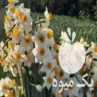 خرید پیاز گل نرگس با بهترین در تهران در گروه خرید و فروش گیاهان زینتی در یکمیوه