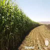 فروش بذر ذرت سینگل کراس در اهواز در گروه خرید و فروش بذر ذرت در یکمیوه