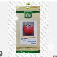 خرید بذر گوجه فرنگی گلخانه والنسیا در ارومیه در گروه خرید و فروش بذر گوجه در یکمیوه