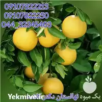 خرید عمده نهال گریپ فروت انواع در تهران در گروه خرید و فروش نهال در یکمیوه