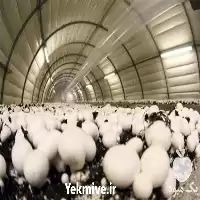 خرید خاک پوششی پاستوریزه پرورش قارچ در ارومیه در گروه خرید و فروش کود کمپوست در یکمیوه