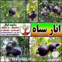 نهال خاص و کمیاب انار سیاه در مشهد در گروه خرید و فروش نهال در یکمیوه