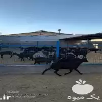 فروش بز مورسیا پرشیر در اصفهان در گروه گاو و گوسفند و میش و بز کهره گوساله در یکمیوه
