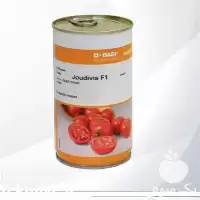 قیمت خرید بذر گوجه فرنگی جودیویس در ارومیه در گروه خرید و فروش بذر گوجه در یکمیوه