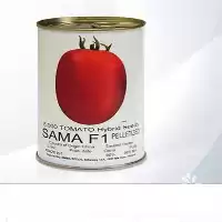 قیمت خرید بذر گوجه فرنگی سما در ارومیه در گروه خرید و فروش بذر گوجه در یکمیوه