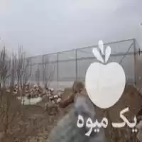 احداث گلخانه در گروه سازنده در یکمیوه