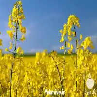 قارچ کش بیماری فوما در کلزا در تهران در گروه خرید و فروش انواع سم در یکمیوه