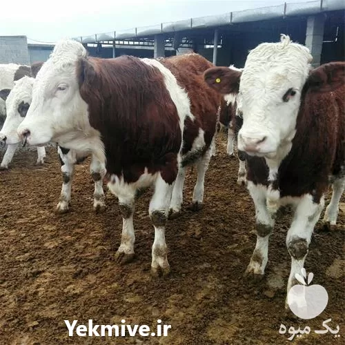 قیمت خرید گوساله هلشتاین در کرج در گروه گاو و گوسفند و میش و بز کهره گوساله در یکمیوه -عکس1