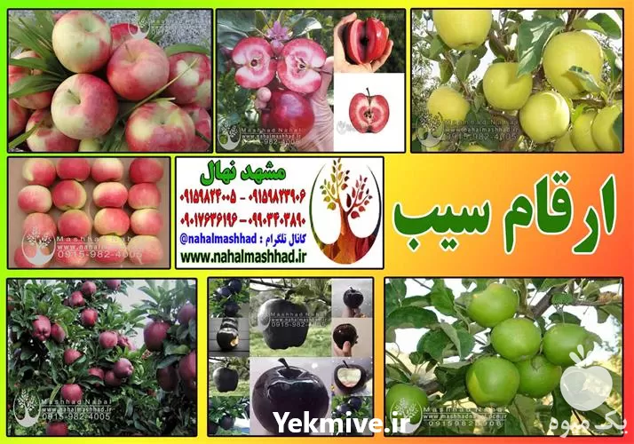 قیمت خرید ارقام مختلف نهال سیب در گروه خرید و فروش نهال میوه در یکمیوه -عکس1