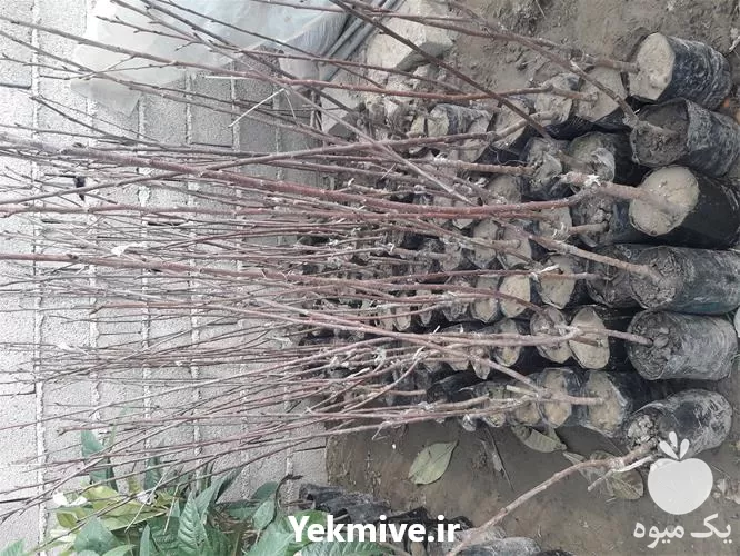 خرید عرضه نهال گیلاس خوشه ای در گروه خرید و فروش نهال میوه در یکمیوه -عکس1
