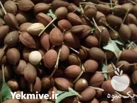قیمت خرید مهلب وحشی در گروه خرید و فروش فندق در یکمیوه -عکس1