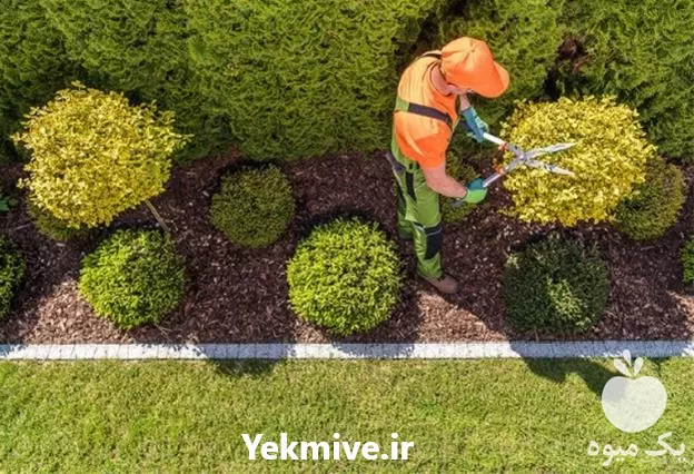خدمات باغبانی در جردن در گروه خدمات باغبانی در یکمیوه -عکس1