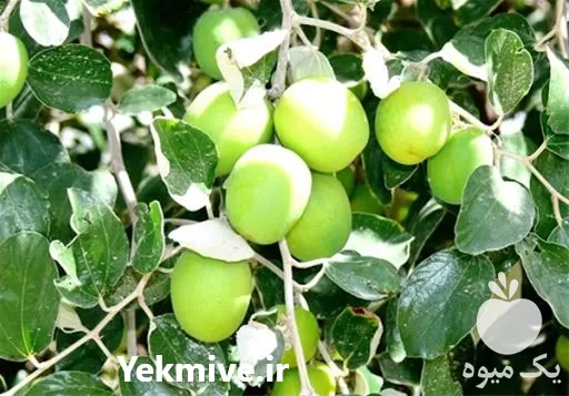 قیمت خرید درخت کنار پیوندی در شیراز در گروه خرید و فروش نهال در یکمیوه -عکس1