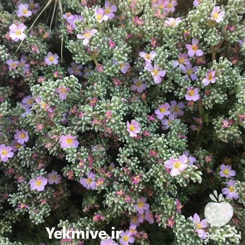 فروش و چمن کاری با چمن فرانکینیا در تهران در گروه خرید و فروش گیاهان زینتی در یکمیوه -عکس1