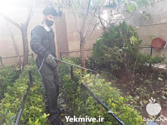 هرس کردن درختان در گروه هرس کاری در یکمیوه -عکس1