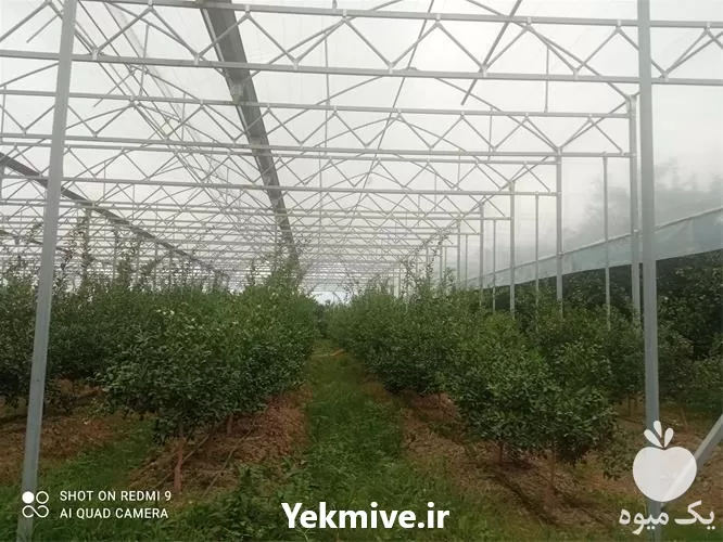 سازه گلخانه ای مشاوره در ساری در گروه سازنده در یکمیوه -عکس1