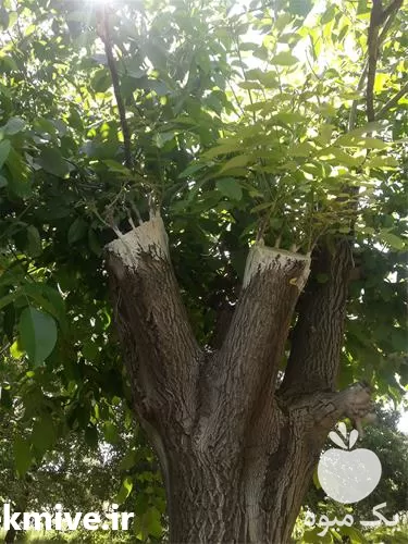 ارائه خدمات پیوند سرشاخه کاری درخت در همدان در گروه خدمات پیوند درخت در یکمیوه -عکس1