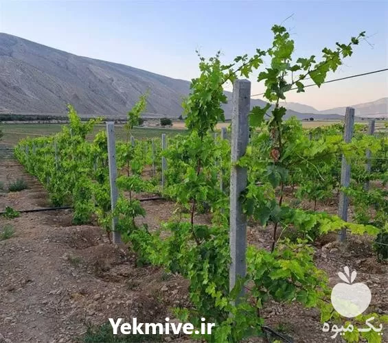 فروش انواع پایه بتنی پایه ستون در گروه خرید و فروش فنس در یکمیوه -عکس1