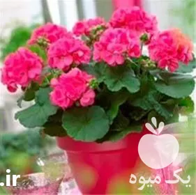 هرس درختان گل گیاه منزل باغ در گروه هرس کاری در یکمیوه -عکس1