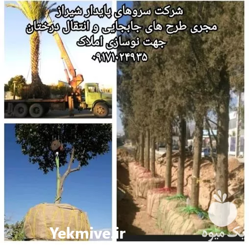 جابجایی قطع هرس درختان دارای مجوز در شیراز در گروه هرس کاری در یکمیوه -عکس1