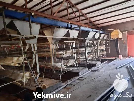 فروش قفس مرغ تخم گذار در گروه تجهیزات مرغداری در یکمیوه -عکس1