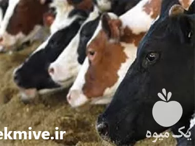 قیمت خرید مکمل پروبیوتیک دام در کرمانشاه در گروه دارو و داروخانه در یکمیوه -عکس1