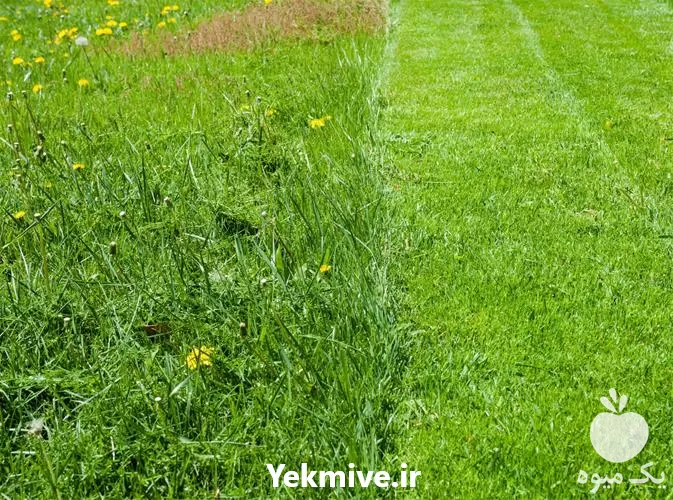 قیمت خرید سم حشره کش در ارومیه در گروه خرید و فروش انواع سم در یکمیوه -عکس1