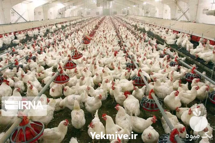 قیمت خرید تولید پخش جامع عرق اکالیپتوس در اصفهان در گروه خرید و فروش انواع عرقیجات در یکمیوه -عکس1