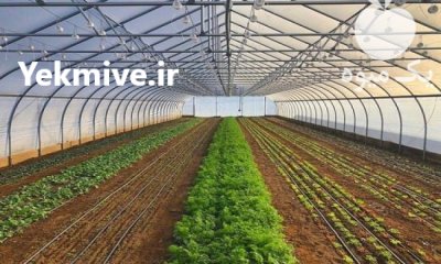 ساخت و نصب گلخانه مهرگان در کرج در گروه خرید و فروش سوله و سازه گلخانه در یکمیوه -عکس1