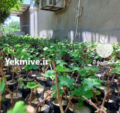 نهال انگور گلدانی ارقام وارداتی موسوم به کالیفرنیای در سنندج در گروه خرید و فروش نهال انگور در یکمیوه -عکس1