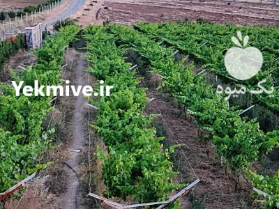 نهال انگور گلدانی ارقام وارداتی موسوم به کالیفرنیای در سنندج در گروه خرید و فروش نهال انگور در یکمیوه -عکس3