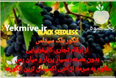 نهال انگور گلدانی ارقام وارداتی موسوم به کالیفرنیای در سنندج در گروه خرید و فروش نهال انگور در یکمیوه -عکس2