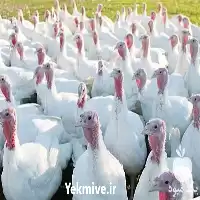 قیمت خرید جوجه بوقلمون در گروه مرغ و خروس و بوقلمون و اردک قو قاز در یکمیوه