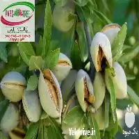 خرید نهال بادام دیرگل پوست کاغذی در گروه خرید و فروش نهال بادام در یکمیوه
