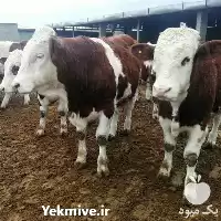قیمت خرید گوساله هلشتاین در کرج در گروه گاو و گوسفند و میش و بز کهره گوساله در یکمیوه